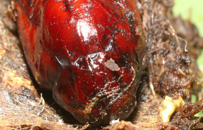 Figura 15. Pupa de <i>Amauta procera</i> (Castniidae). Posición frontal Estación San Cristóbal, Puente Palma. Vouche19-SRNP-723-DHJ758711.jpg