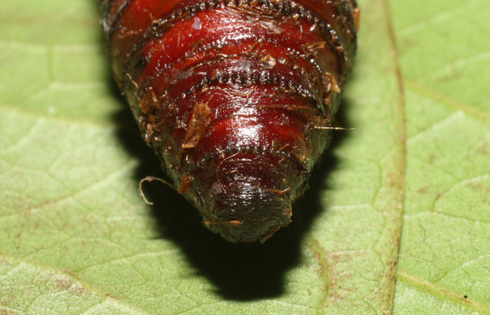 Figura 16. Pupa de <i>Amauta procera</i> (Castniidae). Posición trasera Estación San Cristóbal, Puente Palma. Vouche19-SRNP-723-DHJ758720.jpg.