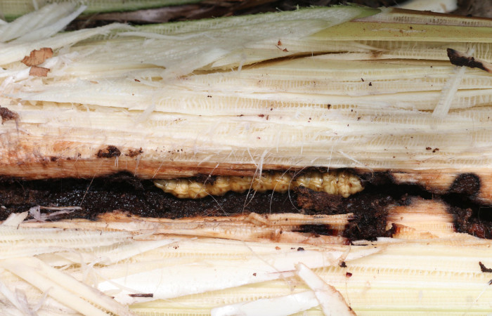 Figura 10. Túnel de minador <i>Amauta procera</i> (Castniidae) último estadio, Planta Hospedera <i>Musa acuminata</i> (introduced),  Sector San Cristóbal, Puente Palma. Foto. Carolina Cano Junio 2019.