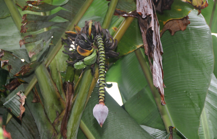 Figura 12. Fruta de <i>Musa acuminata</i> (introduced) planta Hospedera de larva <i>Amauta procera</i> (Castniidae), Sector San Cristóbal, Puente Palma.