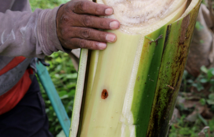 Figura 9. Hueco de minador <i>Amauta procera</i> (Castniidae) primer estadio, Planta Hospedera <i>Musa acuminata</i> (introduced),  Sector San Cristóbal, Puente Palma. Osvaldo Espinoza Parataxonomo. Foto. Carolina Cano Junio 2019.