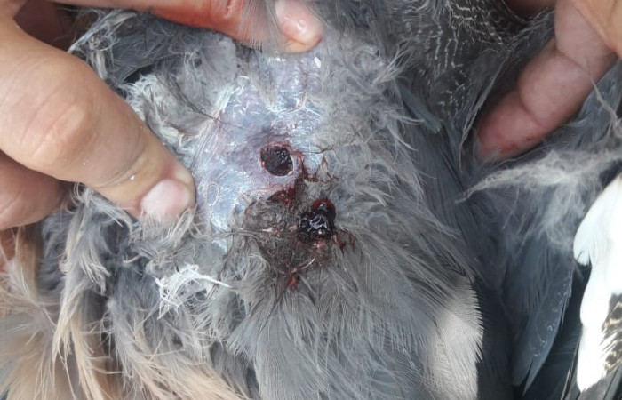 31 de julio 2019  Cercanías al Parque Nacional Palo Verde  Fotos: Quesada W