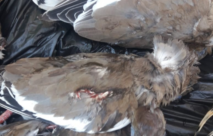 31 de julio 2019  Cercanías al Parque Nacional Palo Verde  Fotos: Quesada W