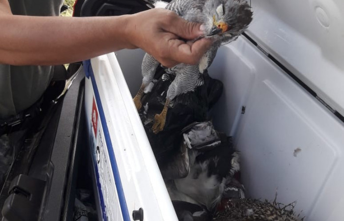 31 de julio 2019  Cercanías al Parque Nacional Palo Verde  Fotos: Quesada W