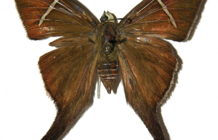 Figura 1. Adulto de <i>Spicauda teleus</i> (Hesperiidae), vista dorsal, localidad Casa Uno, Sector El Hacha ACG (280m). Voucher: 00-SRNP-4054-DHJ305488.jpg.