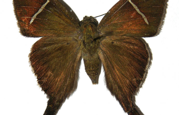 Figura 11. Adulto de <i>Spicauda teleus</i> (Hesperiidae), hembra vista dorsal, localidad Casa Uno, Sector El Hacha ACG (280m). Voucher: 00-SRNP-4055-DHJ305486.jpg.
