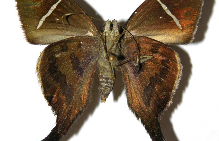 Figura 12. Adulto de <i>Spicauda teleus</i> (Hesperiidae), hembra vista ventral, localidad Casa Uno, Sector El Hacha ACG (280m). Voucher: 00-SRNP-4055-DHJ305487.jpg.