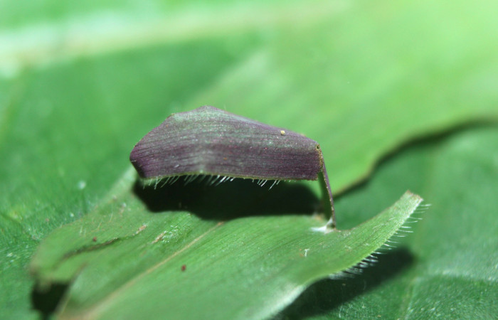 Figura 4. Casa de <i>Spicauda teleus</i> (Hesperiidae), vista dorsal, localidad Medrano, Estación Biológica Quica Sector Pitilla ACG (380m). Voucher: 15-SRNP-72619-DHJ732286.jpg.