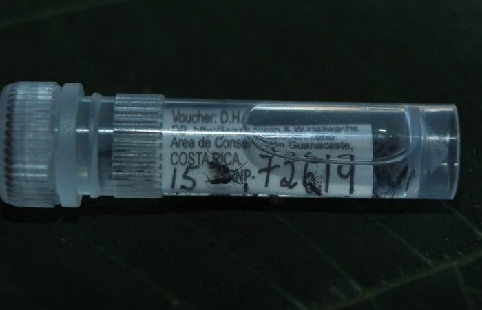 Figura 19. Adultos de parásitos <i>Apanteles wadyobandoi</i> (Braconidae) que ataca Spicauda teleus (Hesperiidae), localidad Medrano, Estación Biológica Quica Sector Pitilla ACG (380m). Voucher: 15-SRNP-72619-DHJ732466.jpg.