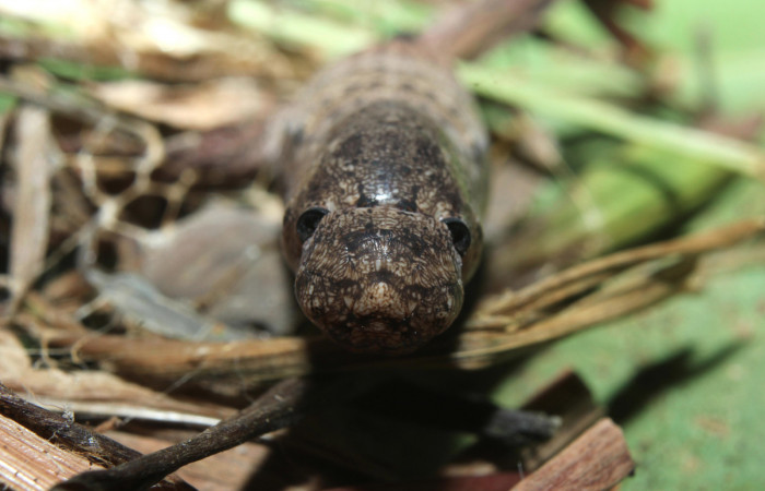 Figura 10. Pupa de <i>Spicauda teleus</i> (Hesperiidae), vista frontal, localidad Medrano, Estación Biológica Quica Sector Pitilla ACG (380m). Voucher: 16-SRNP-70002-DHJ732505.jpg.