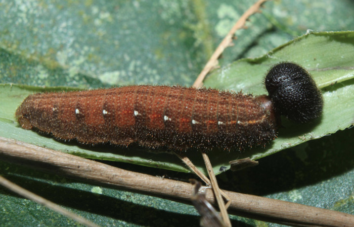 Figura 6. Larva <i>Spicauda teleus</i> (Hesperiidae), penùltimo estadío (PU) vista lateral, localidad Medrano, Estación Biológica Quica Sector Pitilla ACG (380m). Voucher: 16-SRNP-70122-DHJ732534.jpg.