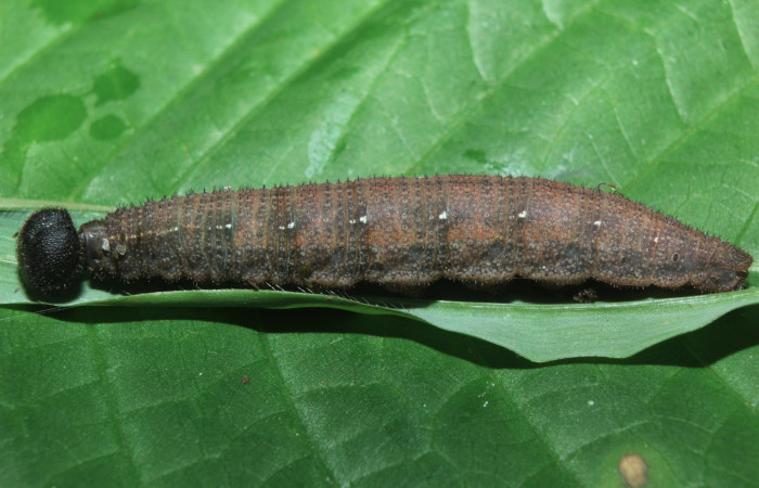 Figura 7. Larva <i>Spicauda teleus</i> (Hesperiidae), ùltimo estadío (U) vista lateral, localidad Medrano, Estación Biológica Quica Sector Pitilla ACG (380m). Voucher: 16-SRNP-70122-DHJ732550.jpg.