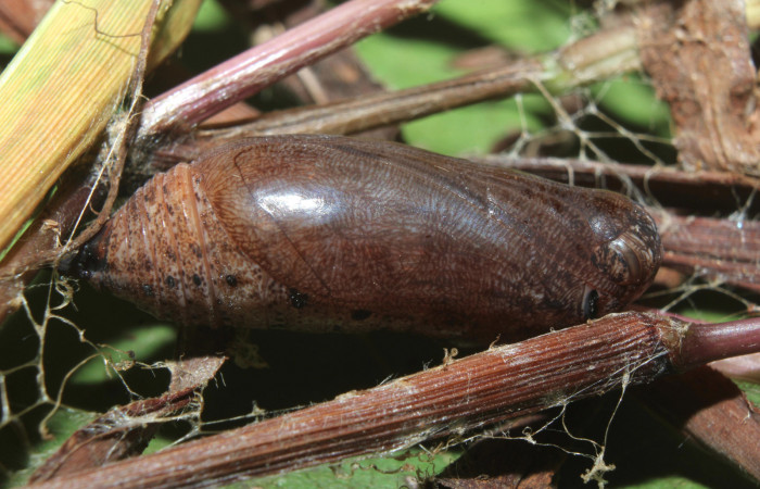 Figura 9. Pupa de <i>Spicauda teleus</i> (Hesperiidae), vista dorsal, localidad Medrano, Estación Biológica Quica Sector Pitilla ACG (380m). Voucher: 16-SRNP-70122-DHJ732664.jpg.