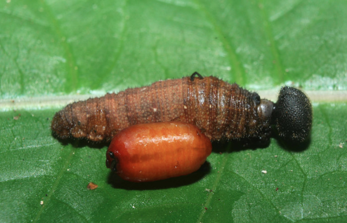 Figura 21. Larva <i>Spicauda teleus</i> (Hesperiidae), vista pupario de parásito <i>Hyposter</i> INB-42DHJ08 (Tachinidae), localidad Medrano, Estación Biológica Quica Sector Pitilla ACG (380m). Voucher: 16-SRNP-70386-DHJ732747.jpg.