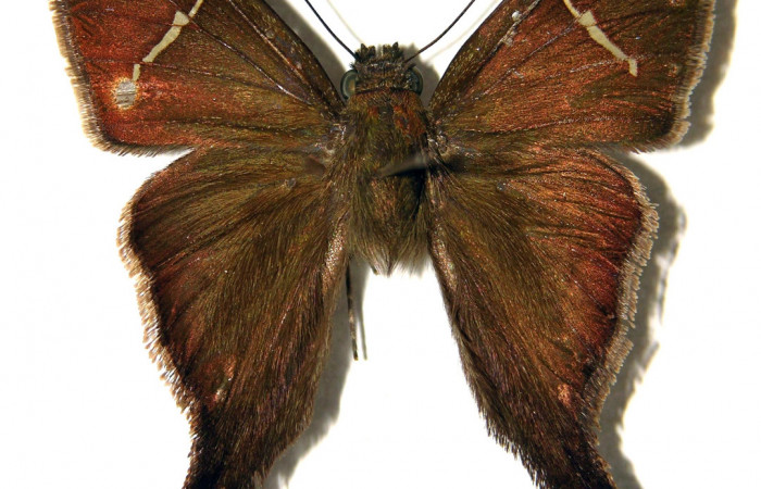 Figura 13. Adulto de <i>Spicauda teleus</i> (Hesperiidae), macho vista dorsal, localidad Vado Nisperal, Sector Santa Rosa ACG (10m). Voucher: 97-SRNP-3249-DHJ92046.jpg.