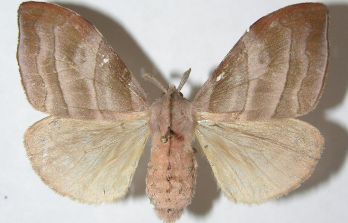 Figura 9. Adulto de <i>Sarsina purpurascens</i> (Erebidae), hembra vista dorsal, localidad Area Administrativa, Sector Santa Rosa (295m). Voucher: 09-SRNP-14200-DHJ508594.jpg.