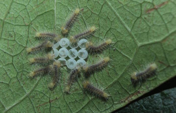 Figura 3. Larvitas <i>Sarsina purpurascens</i> (Erebidae),  primer estadío (I) vista dorsal, localidad Estación Biológica Quica, Sector Pitilla ACG (470m). Voucher: 15-SRNP-70376-DHJ726926.jpg.