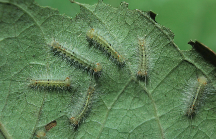 Figura 4. Larvitas <i>Sarsina purpurascens</i> (Erebidae), segundo estadío (II) vista dorsal, localidad Estación Biológica Quica, Sector Pitilla ACG (470m). Voucher: 15-SRNP-70376-DHJ727004.jpg.