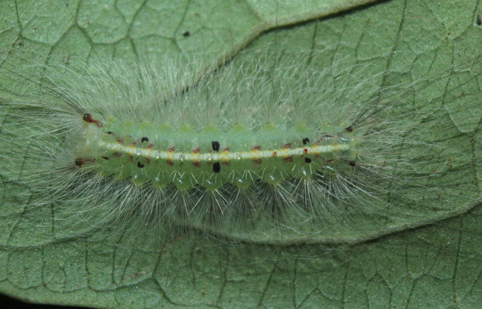 Figura 5. Larva <i>Sarsina purpurascens</i> (Erebidae), tercer estadío (PPU) vista dorsal, localidad Estación Biológica Quica, Sector Pitilla ACG (470m). Voucher: 15-SRNP-70376-DHJ727063.jpg.