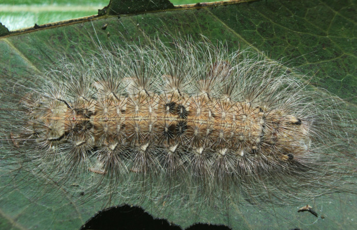 Figura 6. Larva <i>Sarsina purpurascens</i> (Erebidae), último estadío (U) vista dorsal, localidad Estación Biológica Quica, Sector Pitilla ACG (470m). Voucher: 15-SRNP-70738-DHJ727221.jpg.