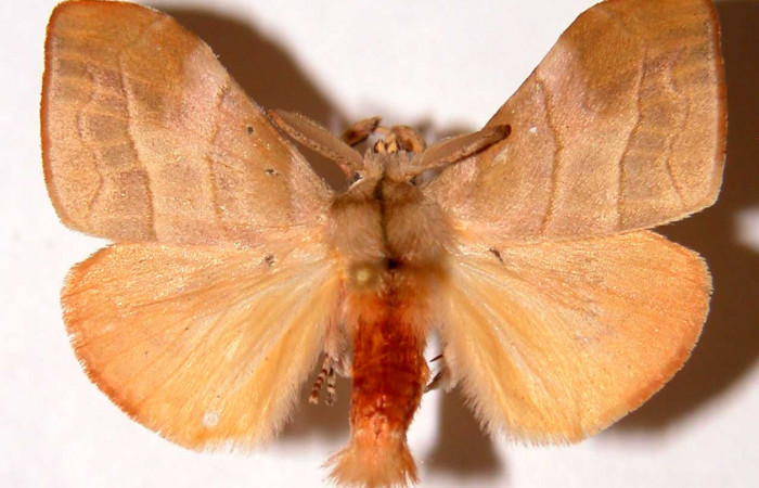 Figura 11. Adulto de <i>Sarsina purpurascens</i> (Erebidae), macho vista dorsal, localidad Cafetal, Sector Santa Rosa ACG (280m). Voucher: 94-SRNP-309-DHJ33898.jpg.