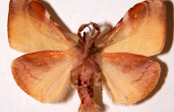 Figura 12. Adulto de <i>Sarsina purpurascens</i> (Erebidae), macho vista ventral, localidad Cafetal, Sector Santa Rosa ACG (280m). Voucher. 94-SRNP-309-DHJ33899.jpg.