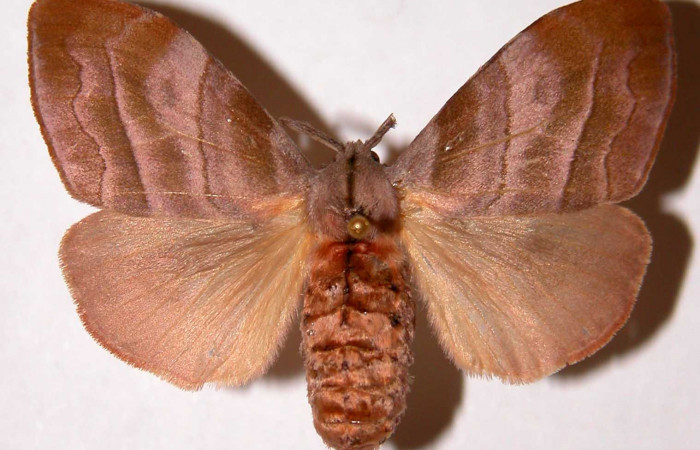 Figura 1. Adulto de <i>Sarsina purpurascens</i> (Erebidae), vista dorsal, localidad Area Administrativa Sector Santa Rosa ACG (295m). Voucher: 97-SRNP-2368.24-DHJ33896.jpg.