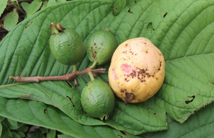 Figura 14. Mostrando frutos verdes y maduros de planta hospedera de larva <i>Sarsina purpurascens</i> (Erebidae), esta planta se llama <i>Psidium guajava</i> (Myrtaceae), localidad Estación Biológica Quica, Sector Pitilla ACG (470m), foto: Ricardo Calero 26 Junio 2015.