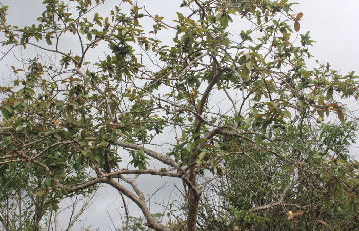 Figura 13. Planta hospedera de larva <i>Sarsina purpurascens</i> (Erebidae), esta planta se llama <i>Psidium guajava</i> (Myrtaceae), localidad Estación Biológica Quica, Sector Pitilla ACG (470m), foto: Ricardo Calero, 26 Junio 2015.