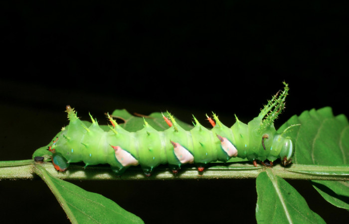 Figura 3. Larva <i>Adeloneivaia centrojason</i> (Saturniidae), penúltimo estadío (PU) vista lateral, localidad Sendero Juntas Sector Rincón Rain Forest ACG (400m). Voucher: 08-SRNP-41152-DHJ442312.jpg.