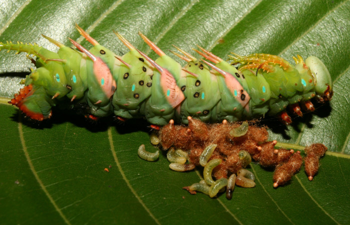 Figura 8. Larva <i>Adeloneivaia centrojason</i> (Saturniidae), con parásitos <i>Meteorus</i> congregatusDHJ03 (Braconidae), localidad Charia Estación Quica Sector Pitilla ACG (530m). Voucher: 13-SRNP-70898-DHJ702575.jpg.