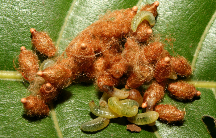 Figura 9. Parásitos <i>Meteorus</i> congregatusDHJ03 (Braconidae) que ataca <i>Adeloneivaia centrojason</i> (Saturniidae), localidad Charia Estación Quica Sector Pitilla ACG (530m). Voucher: 13-SRNP-70898-DHJ702578.jpg.