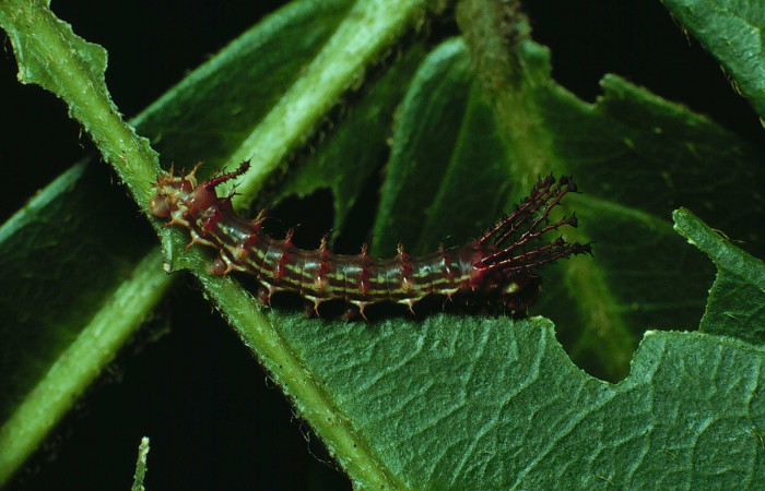 Figura 2. Larva <i>Adeloneivaia centrojason</i> (Saturniidae), tercer estadío (PPU), vista dorsal, localidad Estación Maritza Sector Orosí ACG (570m). Voucher: 86-SRNP-65-DHJ9522.jpg.