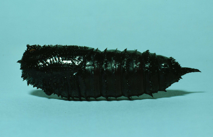 Figura 5. Pupa de <i>Adeloneivaia centrojason</i> (Saturniidae), vista lateral localidad Estación Maritza Sector Orosí ACG (570m). Voucher: 86-SRNP-65-DHJ9545.jpg.
