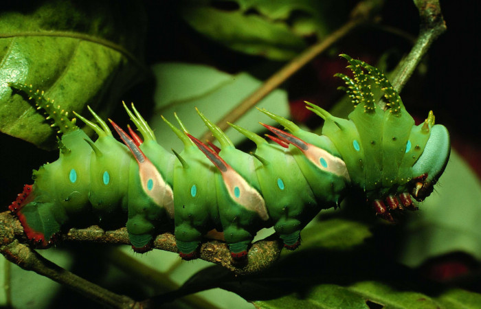 Figura 4. Larva <i>Adeloneivaia centrojason</i> (Saturniidae), ultimo estadío (U) vista lateral, localidad Vado Rio Cucaracho Sector San Cristóbal ACG (640m). Voucher: 97-SRNP-6255-DHJ43301.jpg.