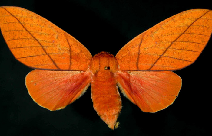Figura 1. Adulto de <i>Adeloneivaia centrojason</i> (Saturniidae), vista dorsal, localidad Sendero arenales Sector Cacao ACG (1080m). Voucher: 99-SRNP-1092-DHJ31016.jpg.