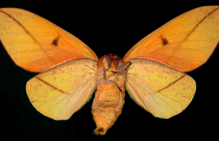 Figura 7. Adulto de <i>Adeloneivaia centrojason</i> (Saturniidae), hembra vista ventral, localidad Sendero Arenales Sector Cacao ACG (1080m). Voucher: 99-SRNP-1092-DHJ31017.jpg.