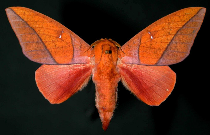 Figura 6. Adulto de <i>Adeloneivaia centrojason</i> (Saturniidae), macho vista dorsal, localidad Canya India Sector Cacao ACG (705m). Voucher: 99-SRNP-870-DHJ31018.jgp.