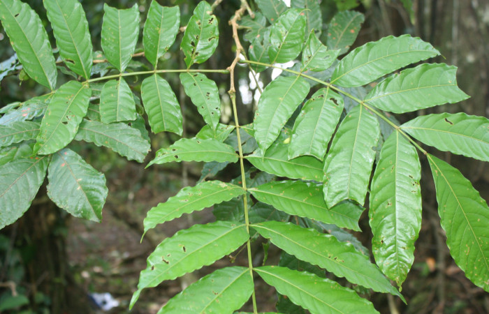Figura 10. Planta hospedera de <i>Adeloneivaia centrojason</i> (Saturniidae), esta se llama <i>Inga samanensis</i> (Fabaceae), localidad Bullas Estación Quica Sector Pitilla ACG (440m).