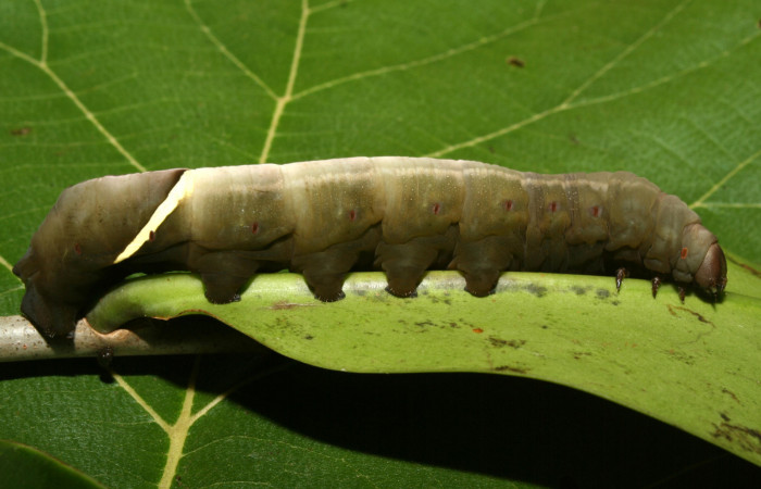 Figura 4. Larva <i>Eumorpha obliquus</i> (Sphingidae), último estadío (U) vista lateral, localidad Bullas Estación Quica Sector Pitilla ACG (440m). Voucher: 12-SRNP-70973-DHJ495291.jpg.    