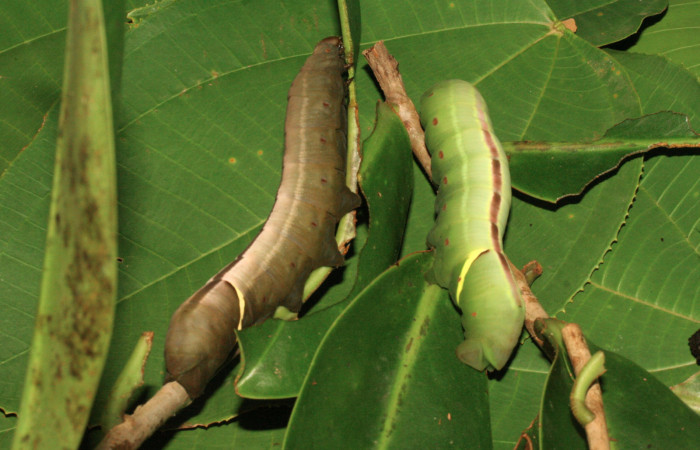 Figura 5. Larvas <i>Eumorpha obliquus</i> (Sphingidae), último estadío (U) vista dorsal, localidad Bullas Estación Quica Sector Pitilla ACG (440m). Voucher: 12-SRNP-70973-DHJ702276.jpg.