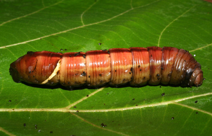 Figura 6. Larva <i>Eumorpha obliquus</i> (Sphingidae), es estado de prepupa vista lateral, localidad Bullas Estación Quica Sector Pitilla ACG (440m) voucher: 12-SRNP-70973-DHJ495318.jpg.