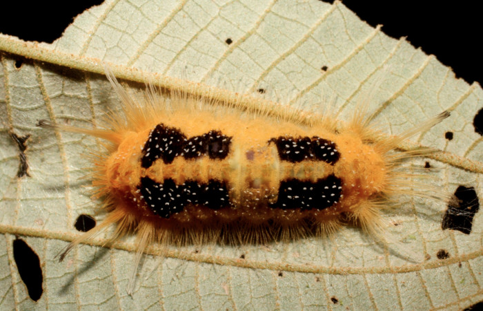 Figura 6. Larva <i>Ancyluris inca</i> (Riodinidae), último estadío (U) vista dorsal, localidad Estación Caribe Sector Rincón Rain Forest ACG (415m). Voucher: 06-SRNP-42901-DHJ416999.jpg.