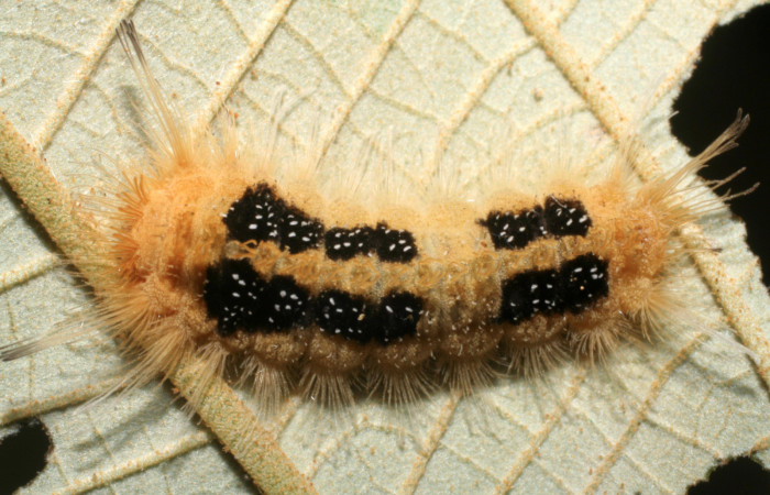 Figura 5. Larva <i>Ancyluris inca</i> (Riodinidae), penúltimo estadío (PU) vista dorsal, localidad San Lucas Sector Rincón Rain Forest ACG (320m). Voucher: 08-SRNP-42077-DHJ446714.jpg.