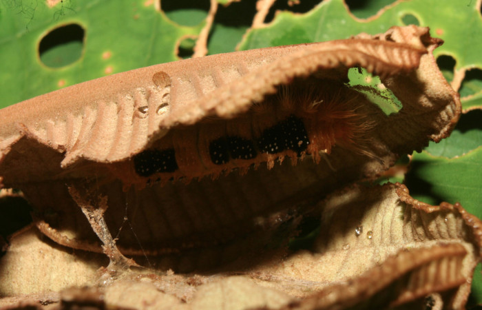 Figura 2. Casita de <i>Ancyluris inca</i> (Riodinidae), localidad Medrano Estación Quica Sector Pitilla ACG (380m). Voucher: 13-SRNP-71676-DHJ703318.jpg.