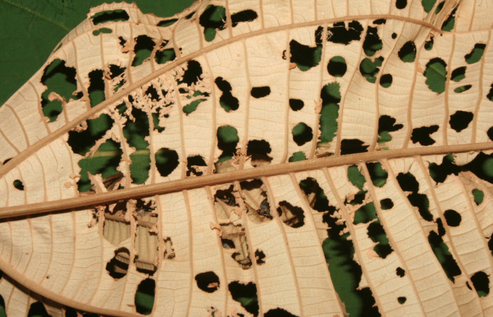 Figura 3. Comido de larva <i>Ancyluris inca</i> (Riodinidae), localidad Medrano Estación Quica Sector Pitilla ACG (380m). Voucher: 13-SRNP-71676-DHJ703321.jpg.