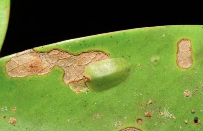 Figura 2. Larva <i>Menander pretus</i> (Riodinidae), tercer estadío (PPU) vista dorsal, localidad Coneja Estación Biológica Quica Sector Pitilla ACG 415m). Voucher: 08-SRNP-30470-DHJ438517.jpg.
