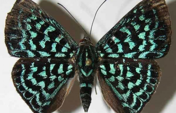 Figura 6. Adulto de <i>Menander pretus</i> (Riodinidae), vista dorsal, localidad Pasmompa Sector Pitilla ACG (440m). Voucher: 08-SRNP-32237-DHJ395312.jpg.