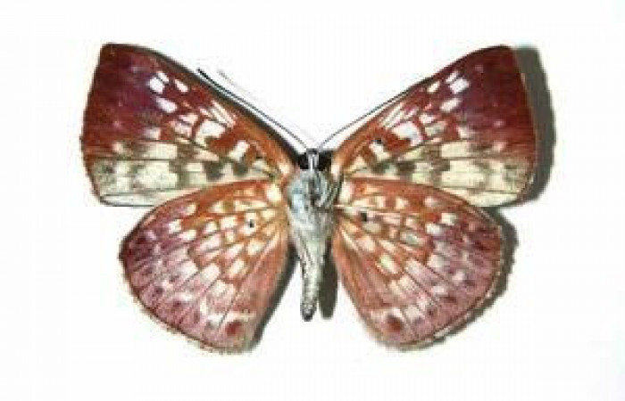 Figura 7. Adulto de <i>Menander pretus</i> (Riodinidae), vista ventral, localidad Pasmompa Sector Pitilla ACG (440m). Voucher: 08-SRNP-32241-DHJ393223.jpg.