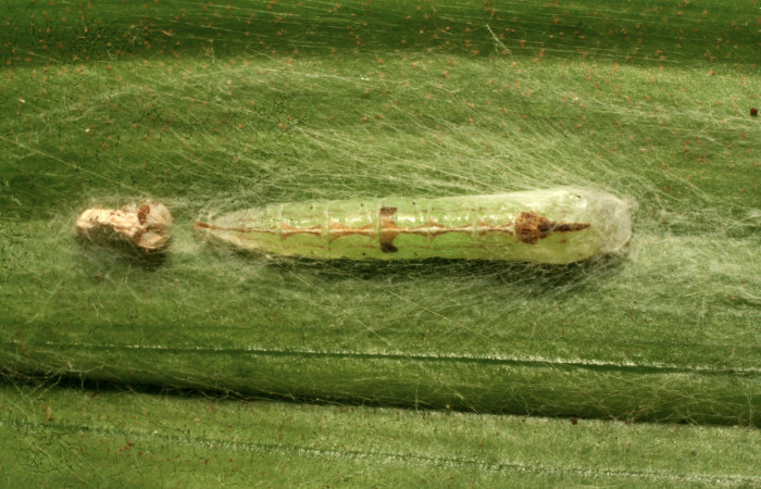 Figura 5. Pupa de <i>Struthoscelis christianafigueresae</i> (Oecophoridae), vista dorsal, localidad Quebradona, Estación Biológica Quica Sector Pitilla ACG (475m). Voucher: 10-SRNP-70738-DHJ474606.jpg.